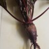 Bull's Blood Beet Seeds | Heirloom