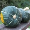 Burgess Buttercup Winter Squash Seeds | Heirloom - Image 2