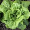 Buttercrunch Butterhead Lettuce Seeds | Heirloom