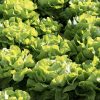 Buttercrunch Butterhead Lettuce Seeds | Heirloom - Image 2