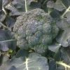 Italian Veggie Collection | Seeds - Image 6