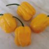 Habanero Pepper Collection | Hot | Seeds - Image 7
