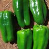 Sweet Pepper Collection | Seeds - Image 4