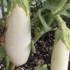 Casper White Eggplant Seeds | Heirloom