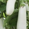 Eggplant Collection | Seeds - Image 7