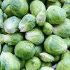 Catskill Brussels Sprout Seeds | Heirloom