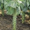 Catskill Brussels Sprout Seeds | Heirloom - Image 2