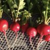 Champion Radish Seeds | Heirloom - Image 3