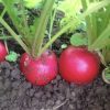 Champion Radish Seeds | Heirloom