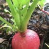 Champion Radish Seeds | Heirloom - Image 2
