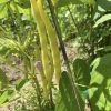 Cherokee Wax Yellow Bean Seeds | Heirloom - Image 3