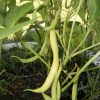 Cherokee Wax Yellow Bean Seeds | Heirloom