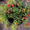 Cherry Falls Tomato Seeds