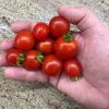 Cherry Falls Tomato Seeds - Image 2