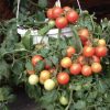 Cherry Falls Tomato Seeds - Image 3