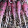 China Rose Radish Seeds | Heirloom - Image 2