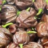 Habanero Pepper Collection | Hot | Seeds - Image 4