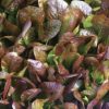 Cimmaron Romaine Lettuce Seeds - Image 2