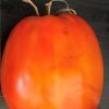 Cipollas Pride Tomato Seeds | Heirloom