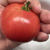 Clear Pink Tomato Seeds | Heirloom - Image 4