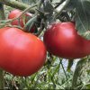 Clear Pink Tomato Seeds | Heirloom - Image 2