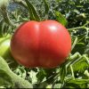 Clear Pink Tomato Seeds | Heirloom