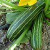 Italian Veggie Collection | Seeds - Image 4
