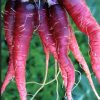 Cosmic Purple Carrot Seeds