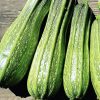 Costata Romanesco Zucchini Seeds | Heirloom