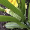 Costata Romanesco Zucchini Seeds | Heirloom - Image 3