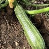 Costata Romanesco Zucchini Seeds | Heirloom - Image 4