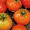 Warm Weather Collection | Seeds - Image 2