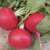 Crimson Giant Radish Seeds | Heirloom