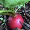 Crimson Giant Radish Seeds | Heirloom - Image 3