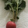 Crimson Giant Radish Seeds | Heirloom - Image 4