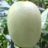Crystal Apple Cucumber Seeds | Heirloom - Image 6