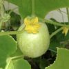 Crystal Apple Cucumber Seeds | Heirloom - Image 4