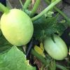 Crystal Apple Cucumber Seeds | Heirloom - Image 5