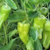 Sweet Pepper Collection | Seeds - Image 7