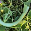 Warm Weather Collection | Seeds - Image 5