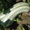 Cushaw Green Striped (Winter) Squash Seeds | Heirloom - Image 2