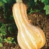 Cushaw Orange Striped (Winter) Squash Seeds | Heirloom - Image 2