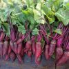 Cylindra Beet Seeds | Heirloom