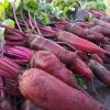 Cylindra Beet Seeds | Heirloom - Image 2