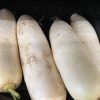 Daikon Radish Seeds | Heirloom - Image 2
