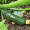 Dark Green Zucchini Seeds | Heirloom - Image 3