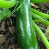Dark Green Zucchini Seeds | Heirloom - Image 2