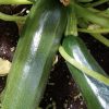 Dark Green Zucchini Seeds | Heirloom - Image 4