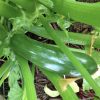 Dark Green Zucchini Seeds | Heirloom