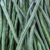 Yard Long Bean Collection | Seeds - Image 5